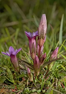 Anglica: Early gentian - in flower