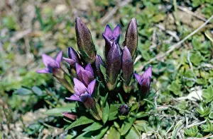 Anglica: EARLY GENTIAN - in flower
