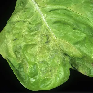 Lactuca: Early infection of downy mildew on lettuce leaf