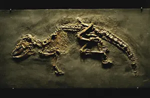 Matrix: Early Insectivore Fossil