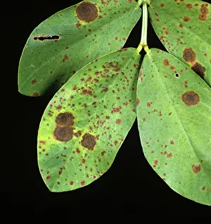 Carolina: Early and Late Leaf Spot on Peanut leaves