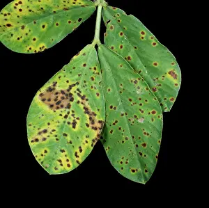 Diseased: Early Leaf Spot (Cercospora arachidicola)