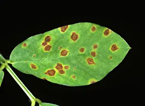 Carolina: Early Leaf Spot lesions on Peanut leaf