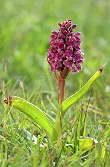 Incarnata: Early Marsh Orchid