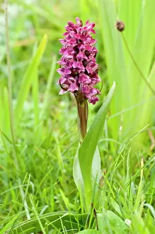 Incarnata: Early Marsh Orchid