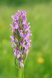 Incarnata: Early Marsh Orchid