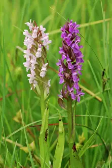 Dactylorhiza: Early Marsh Orchid