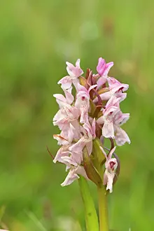 Dactylorhiza: Early Marsh Orchid