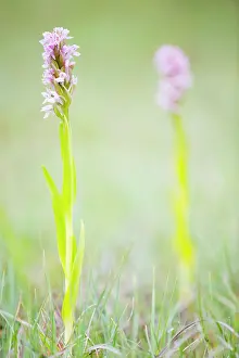 Gotland: Early Marsh-Orchid