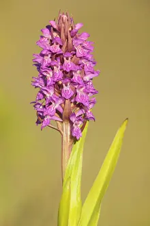 Xd6land: Early Marsh-Orchid