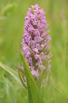 Duinen: Early Marsh-Orchid