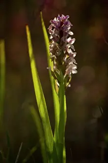 Callantsoog: Early Marsh-Orchid