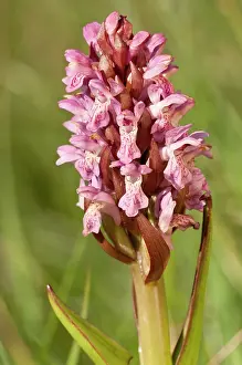 Incarnata: Early marsh orchid - Close up of flower head
