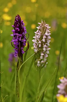 Forms: Early Marsh Orchid - in two different colour forms