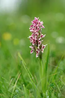 David Chapman: Early Marsh Orchid - Flowering - UK