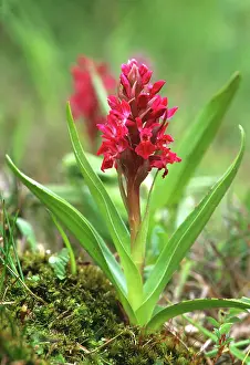 Coccinea: Early Marsh ORCHID subspecies coccinea - in flower