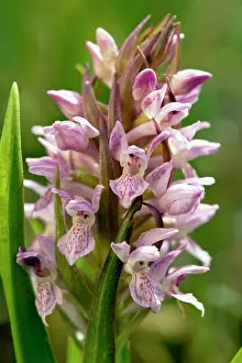 Incarnata: Early Marsh Orchid - at Thelnetham Fen