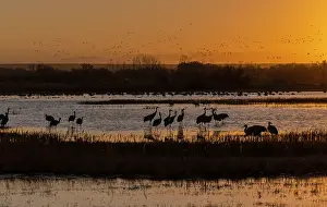 Desierto: Early morning at Bosque del Apache in winter, wi