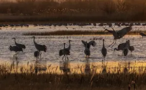Desierto: Early morning at Bosque del Apache in winter, wi