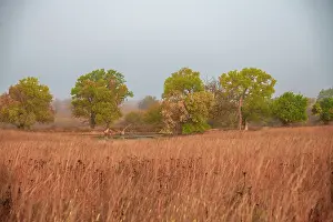 Early: Early morning fog in the Flint Hills of Kansas