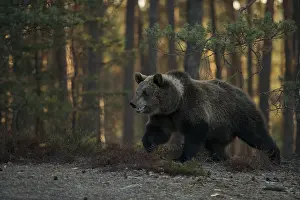 Pictures: In the early morning light... European brown bear (Ursus arctos) running along the edge of a clearing in the forest