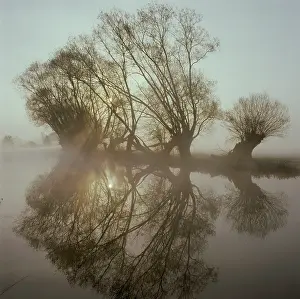 Thames: Early Morning light and Reflections