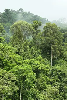 Dispersing: Early morning mist dispersing in rain forest