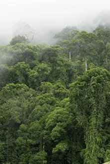 Dispersing: Early morning mist dispersing in rain forest