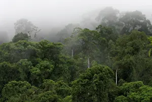 Danum: Early morning mist in rain forest at Danum Valley, Borneo