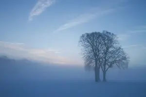 Derwent: Early morning mist shrouds a small group of trees after a he
