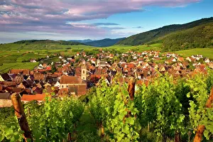 Alsatian: Early morning overlooking village of Riquewihr
