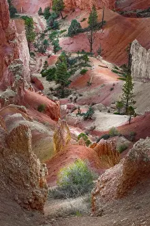 Adam Jones: Early morning view of hoodoo formations Bryce Canyon