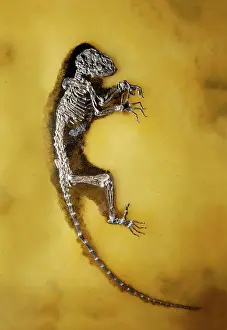 Ancestor: Early primate