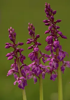 Mascula: Early Purple Orchid
