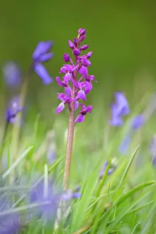 Mascula: Early Purple Orchid