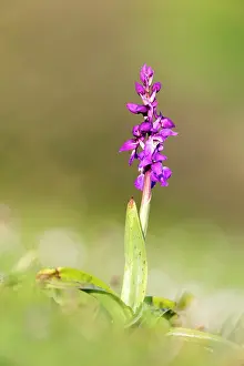 Mascula: Early Purple Orchid