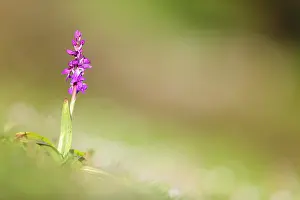 Mascula: Early Purple Orchid