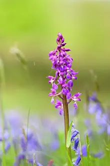 Orchis: Early Purple Orchid