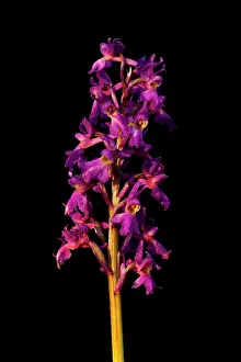 Orchis: Early-purple Orchid