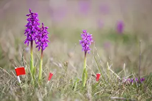 Dummy: Early-purple Orchid