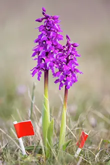 Dummy: Early-purple Orchid