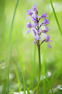 Gotland: Early-purple Orchid