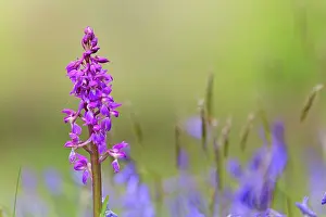 Orchis: Early Purple Orchid - with Bluebells