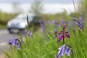 Verge: Early Purple Orchid - with Bluebells on roadside verge