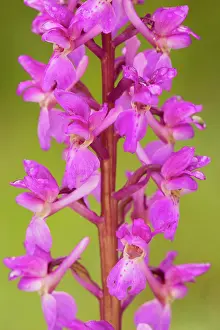 Mascula: Early Purple Orchid - in flower
