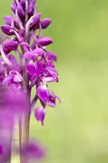 160118: Early Purple Orchid - Flowering - Devon - UK