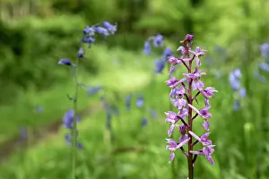 David Chapman: Early Purple Orchid - Flowering - UK