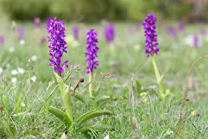 Mascula: Early Purple Orchids