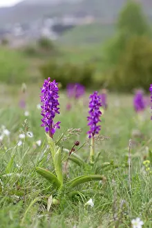 Mascula: Early Purple Orchids