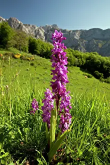 Orchis: Early Purple Orchids